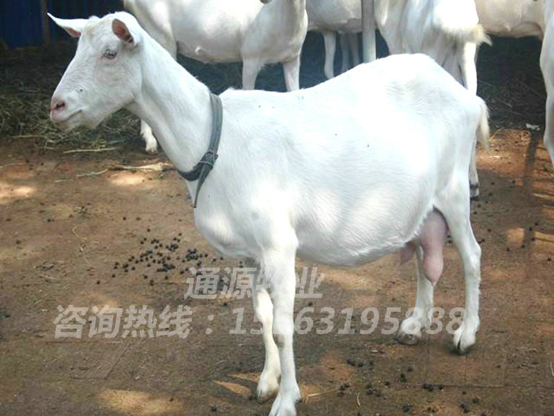 奶山(shān)羊